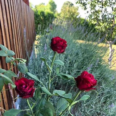 Semesterbostad Nemo *