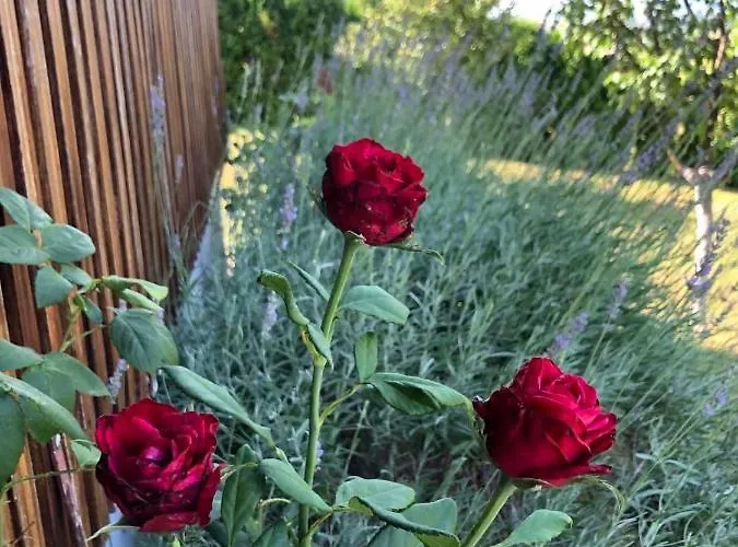 Semesterbostad Nemo *